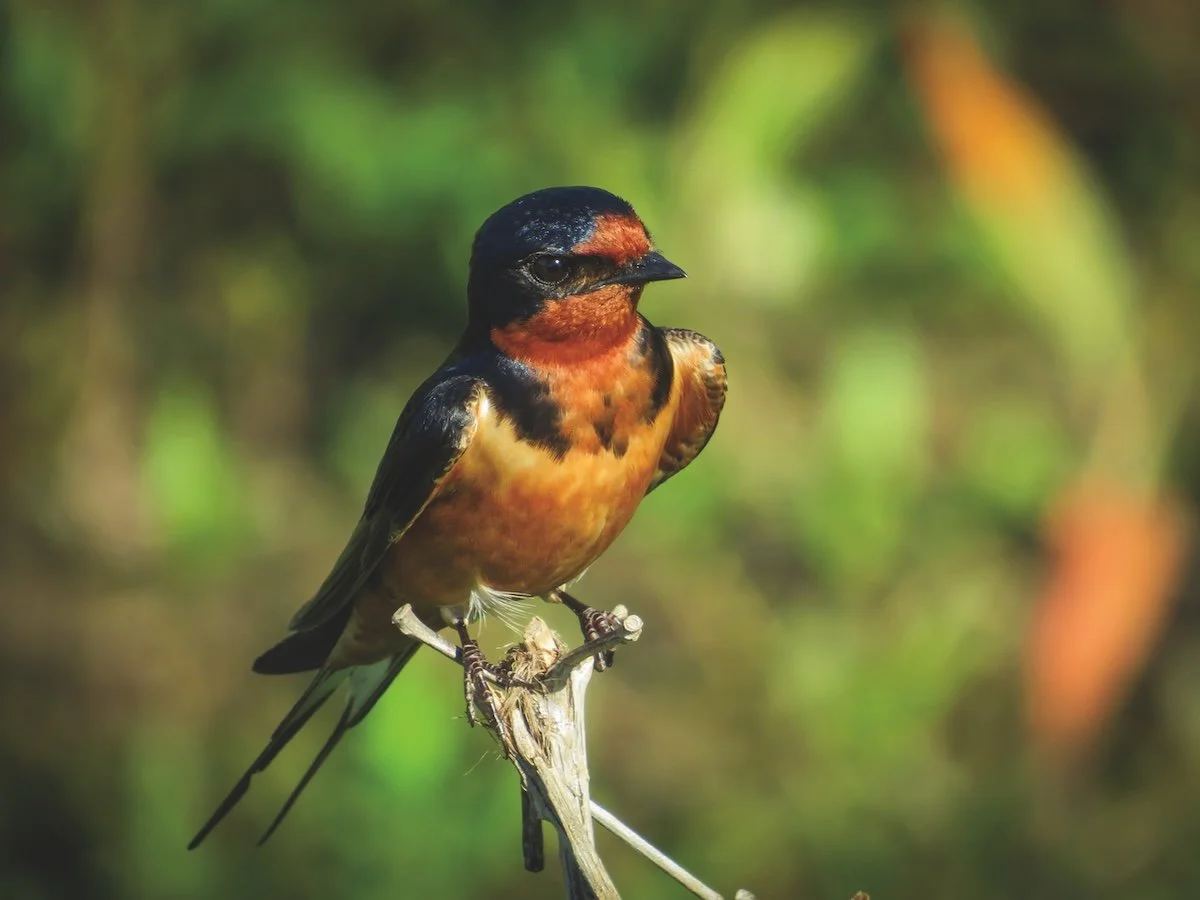 Bird Outing: Springtime Bird Outing with Fairfax Public Library System