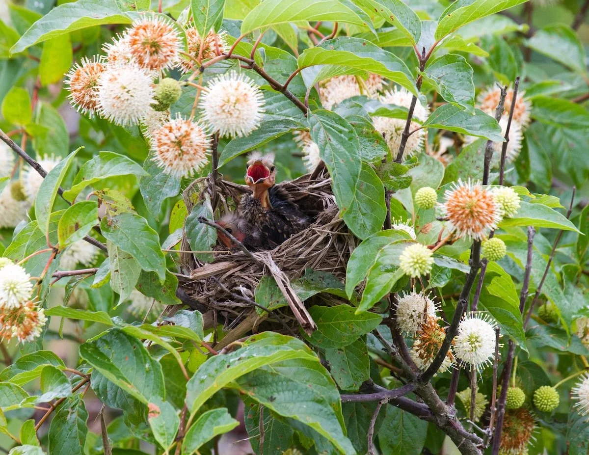 Springtime Bird Rehabilitation and Education Day with A.E.R.O.