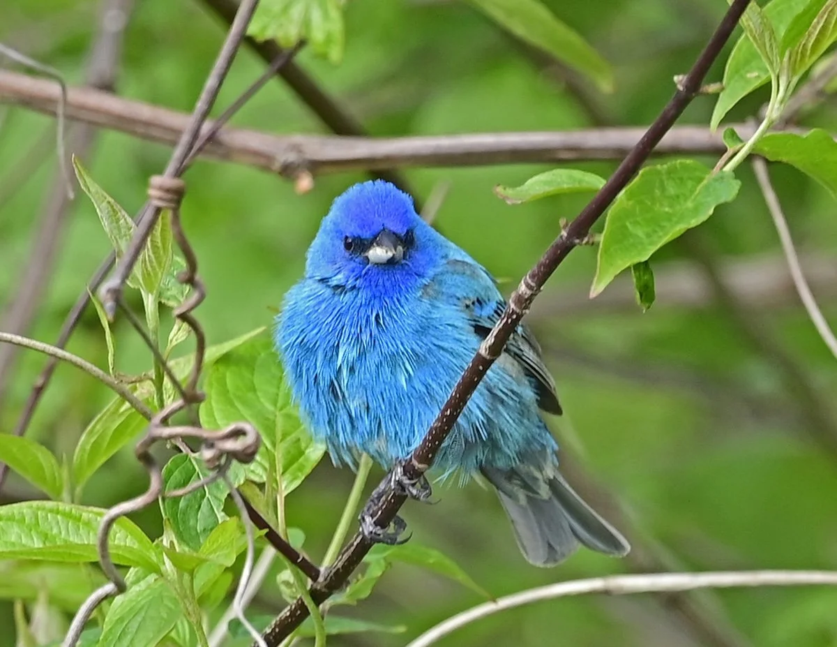 Springtime Bird Outing with the Bureau of Land Management and the NPS Potomac Heritage National Scenic Trail