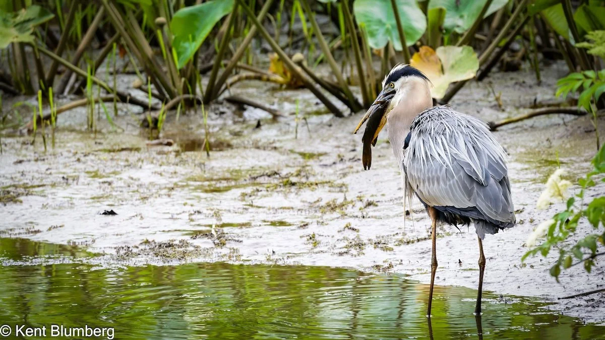 Why I Keep Coming Back: Birding and Photography Along Marumsco Creek