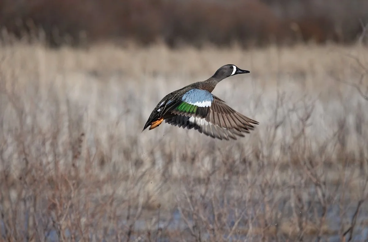 Spring in Virginia: Some Birders’ Thoughts
