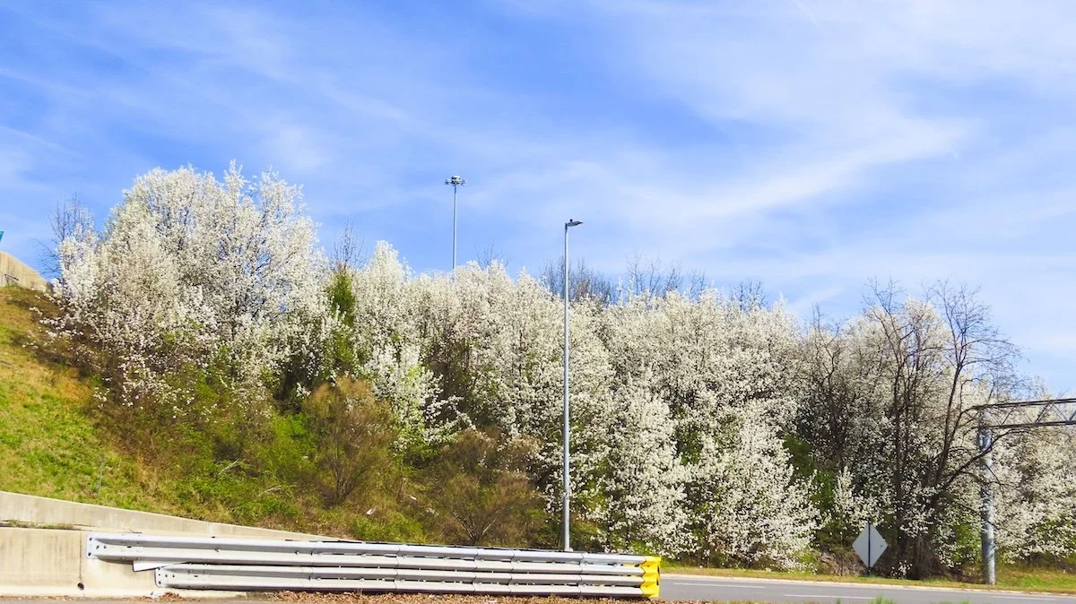 Letter to Our Members: Right Now Is a Great Time to Get Rid of Your Invasive Plants