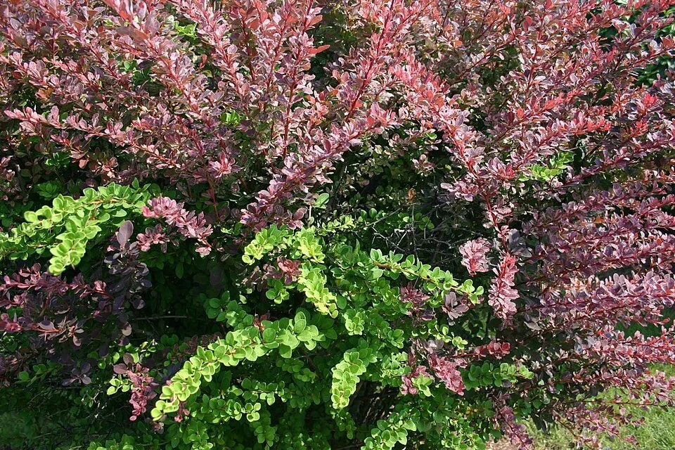 Here’s Another Reason to Get Rid of Your Invasive Japanese Barberry