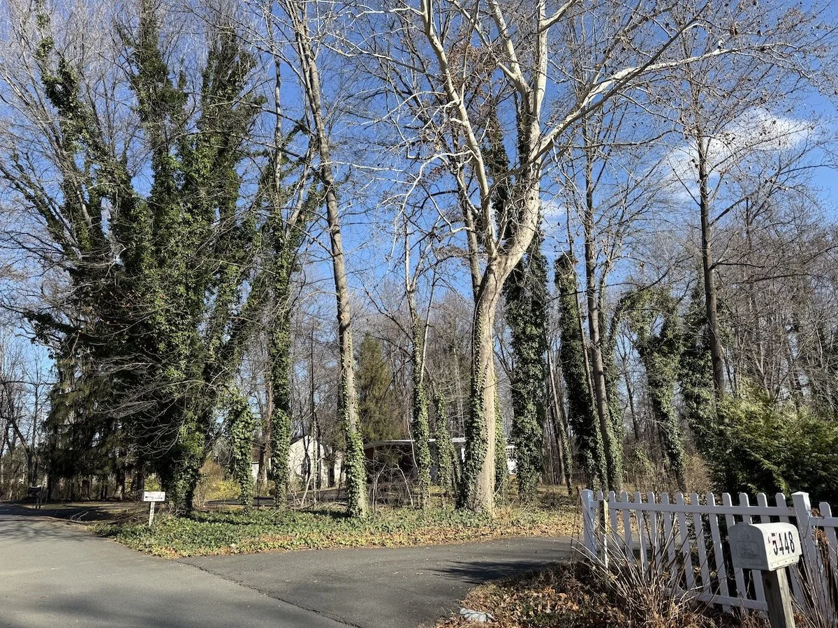 Wildlife Sanctuary Almanac: Your Neighbor's Trees