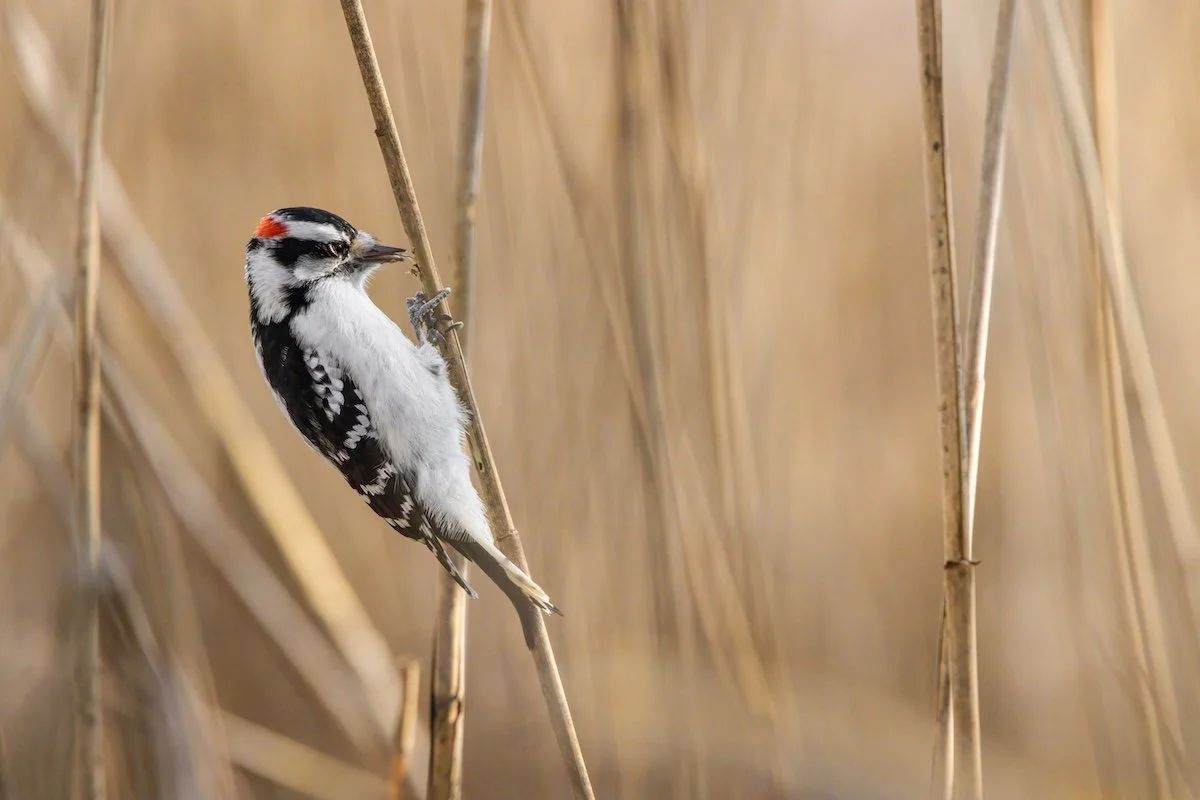 Birds in Watercolor: Downy Woodpecker with Ronna Fujisawa