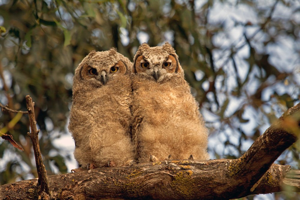Birding with Purpose: Six Principles for Ethical Birding