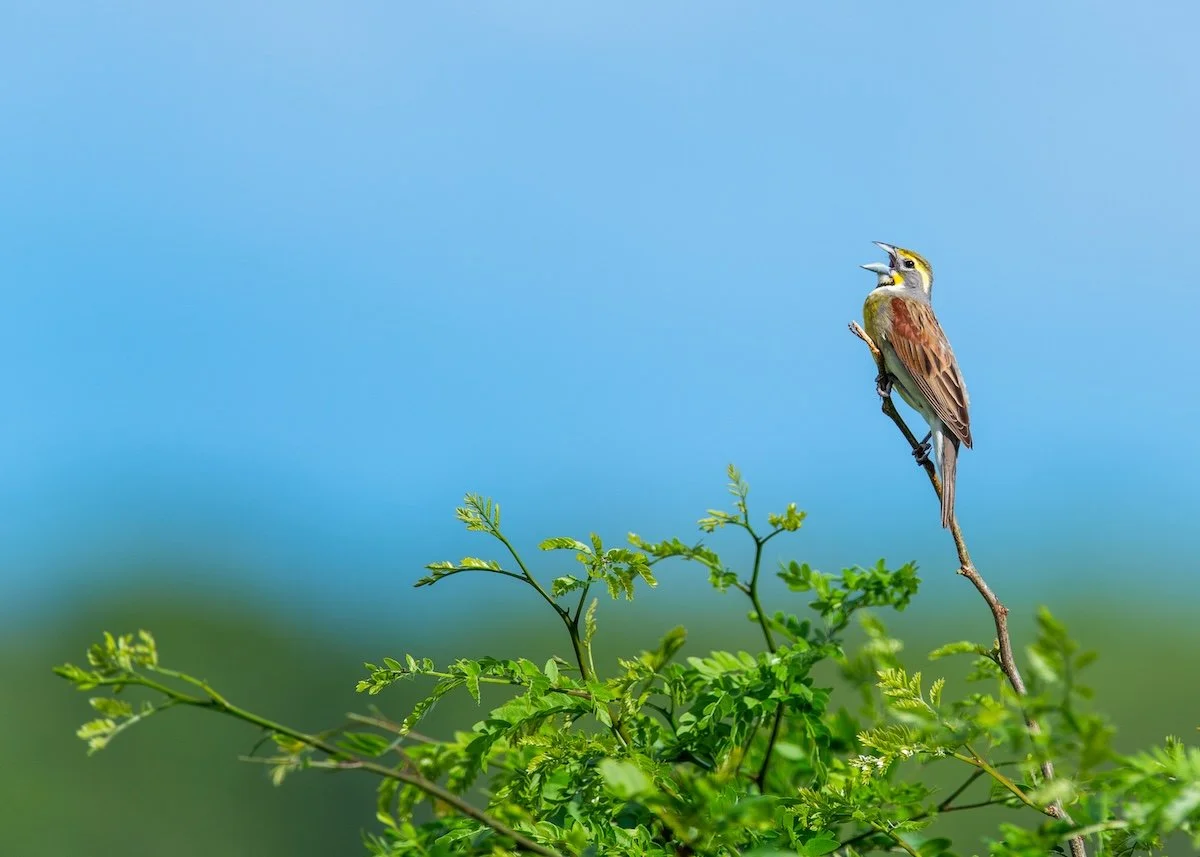 Grasslands Birding Opportunity