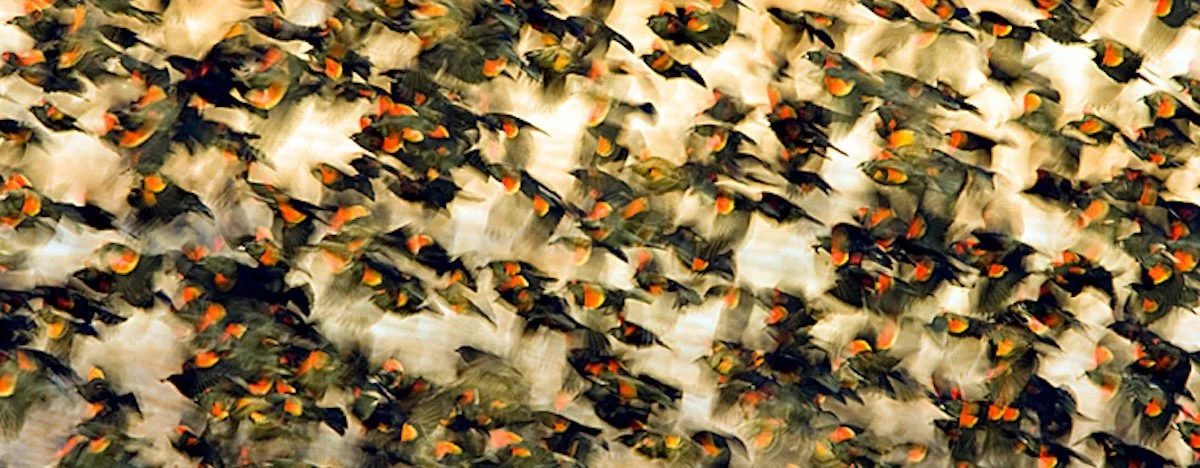 Red-winged Blackbirds, Richard Mitterman/Audubon Photography Awards