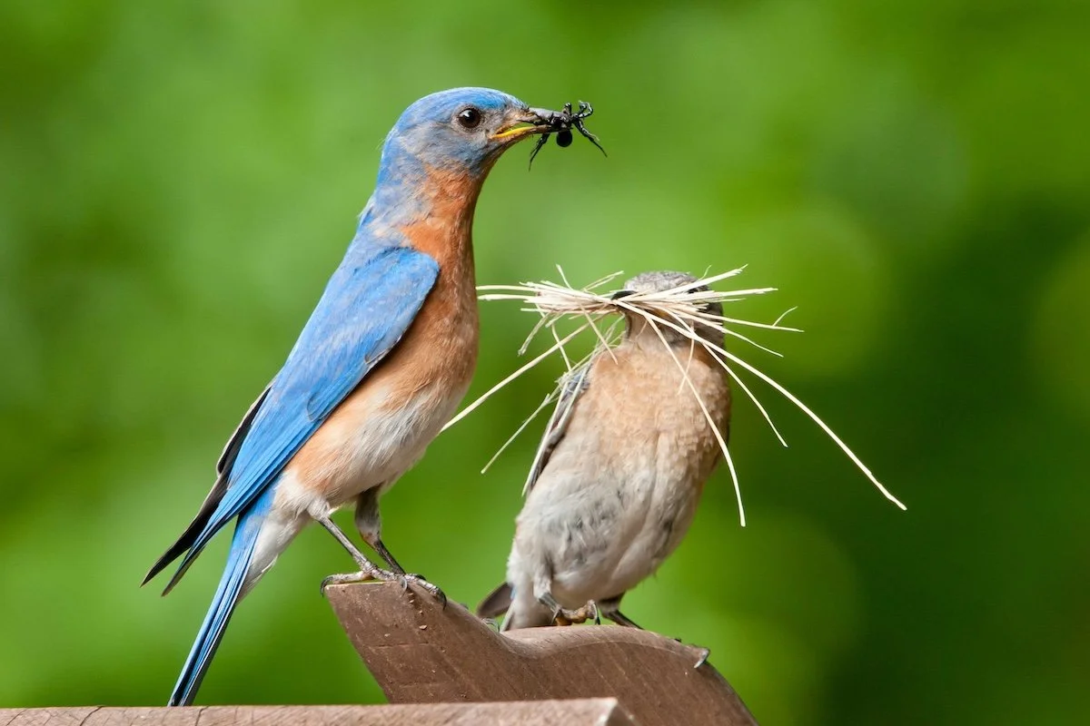 Eastern Bluebirds, Mark Boyd/Audubon Photography Awards