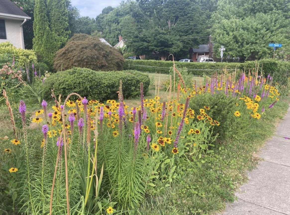 Dense native plantings capture stormwater, Margaret Fisher
