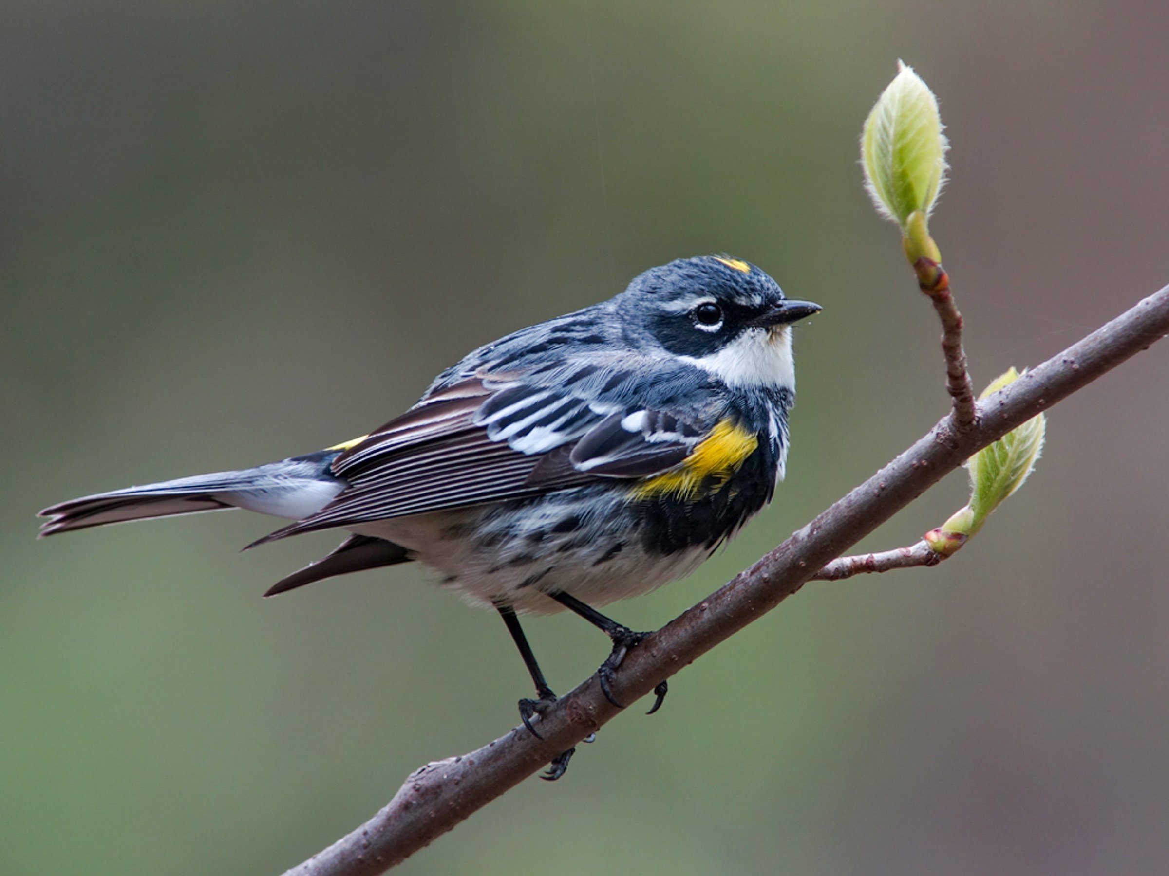 Bird Outing: Black Birders Week at Upton Hill Regional Park