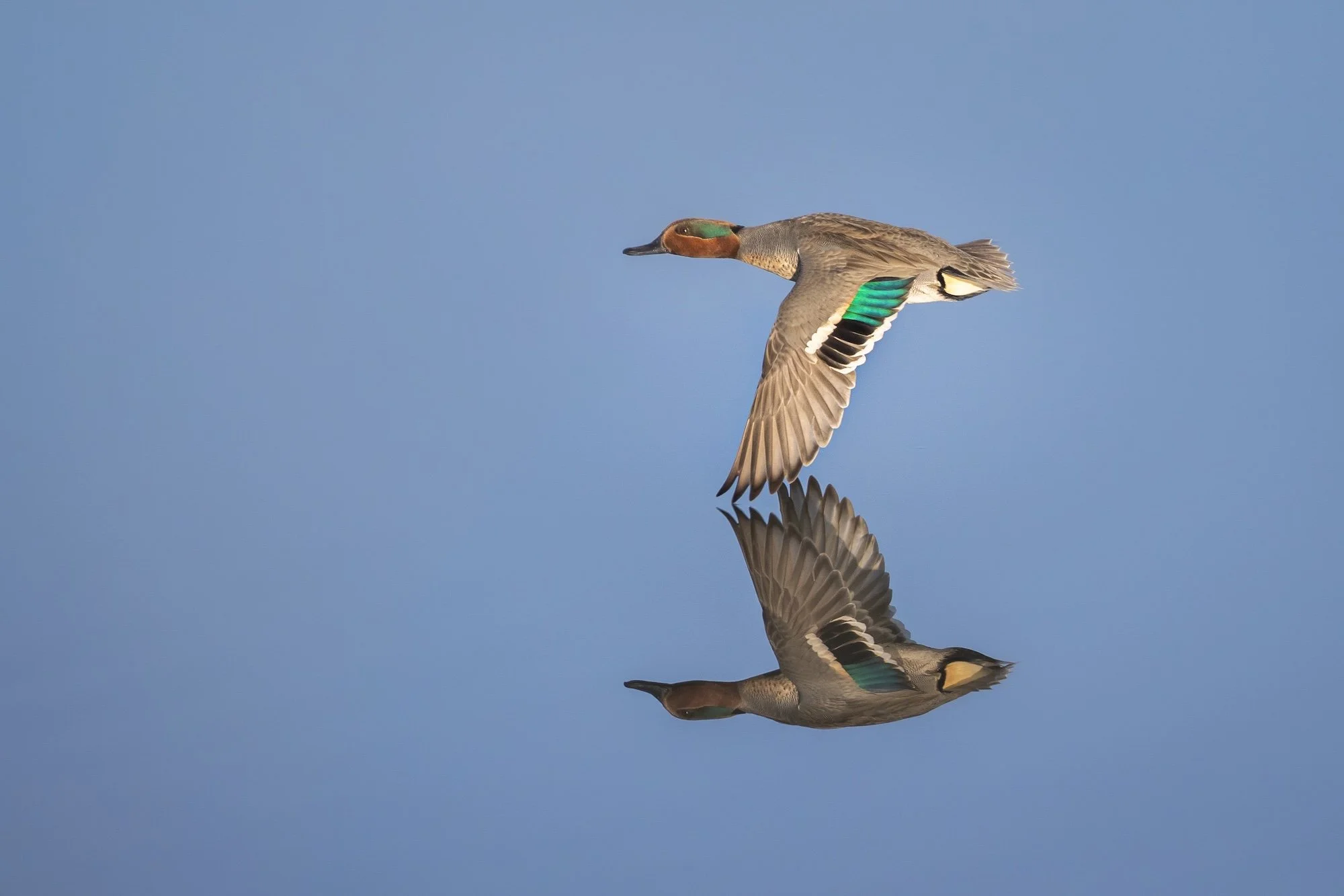 The Well-Rounded Birder: Reimagining Birding for This Moment