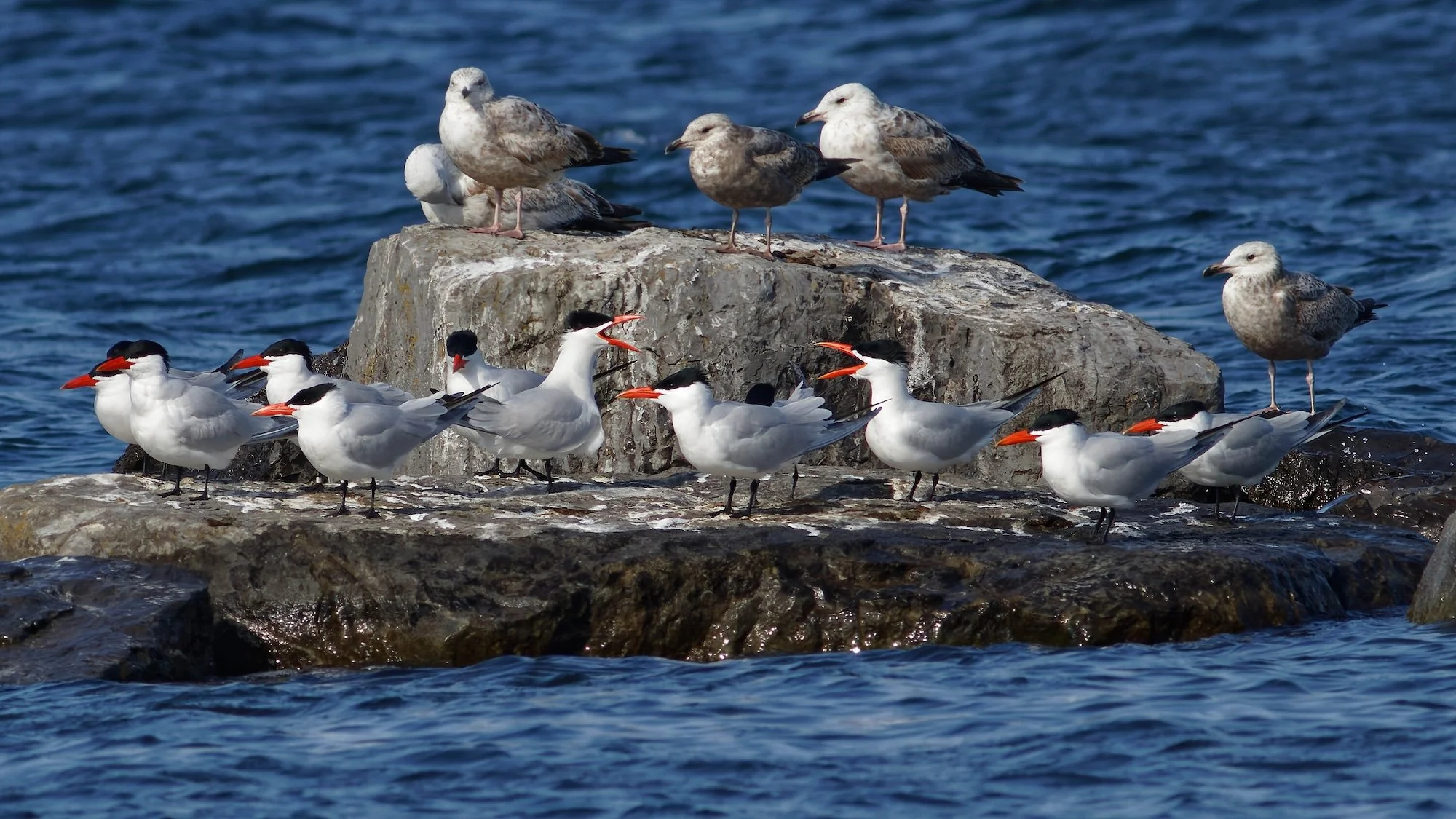 Flyways and Freedom: A Black Birder's Reflection