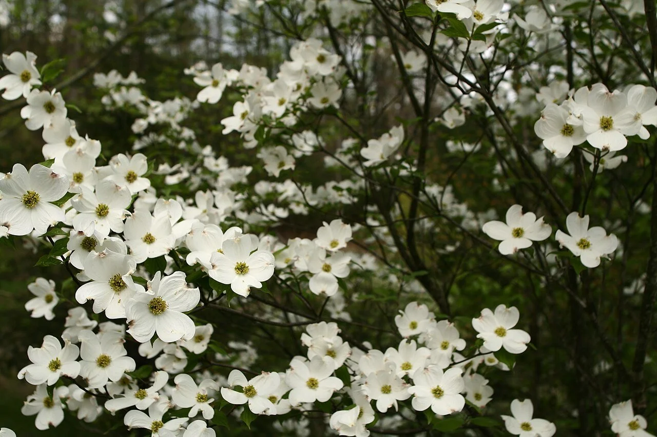 Wildlife Sanctuary Almanac: Native Dogwoods are Better for Birds