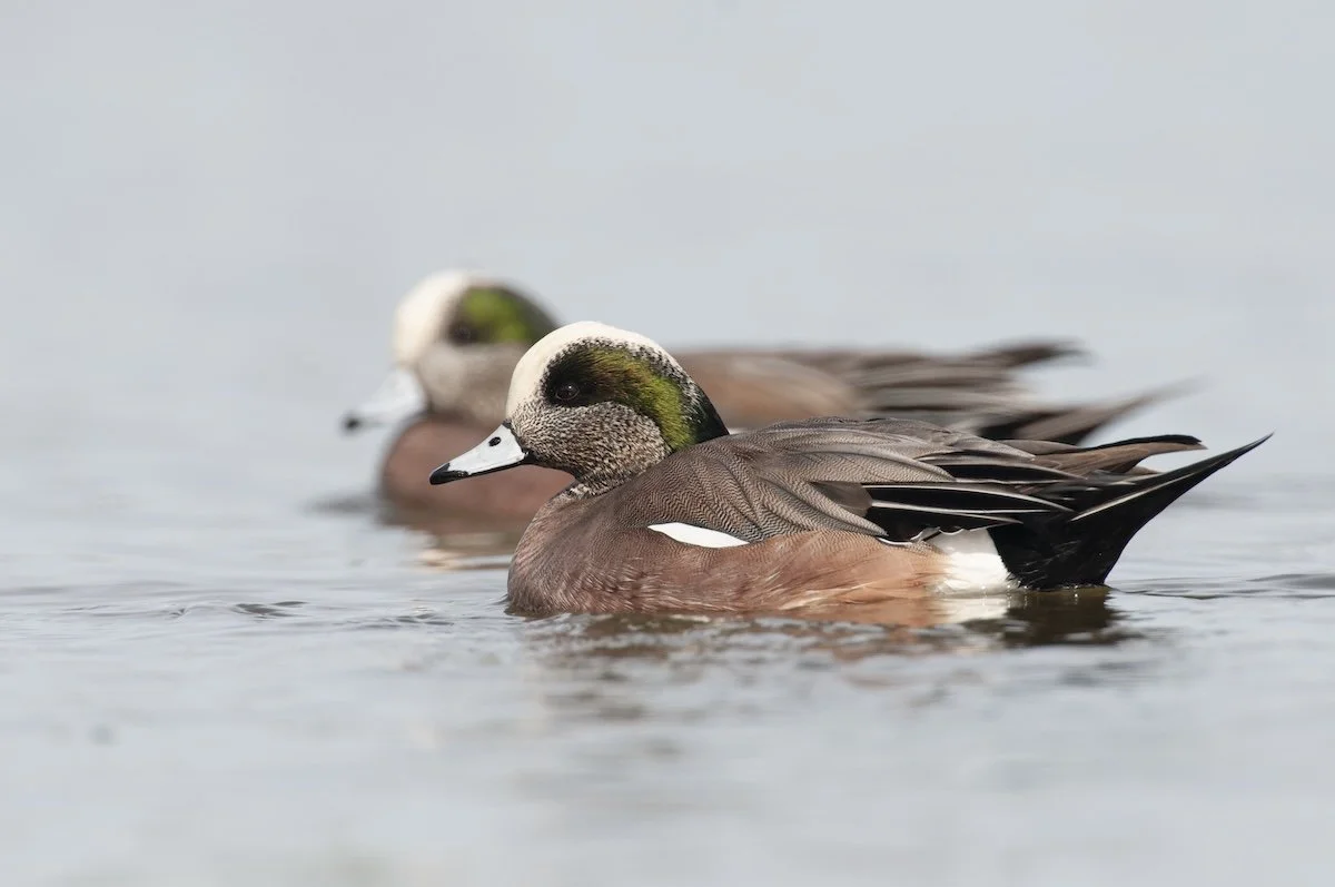 Results of the 2026 Winter Waterfowl Count