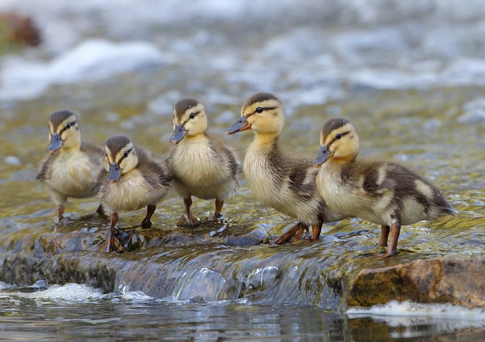 Waterfowl Rehabilitation Day with A.E.R.O.