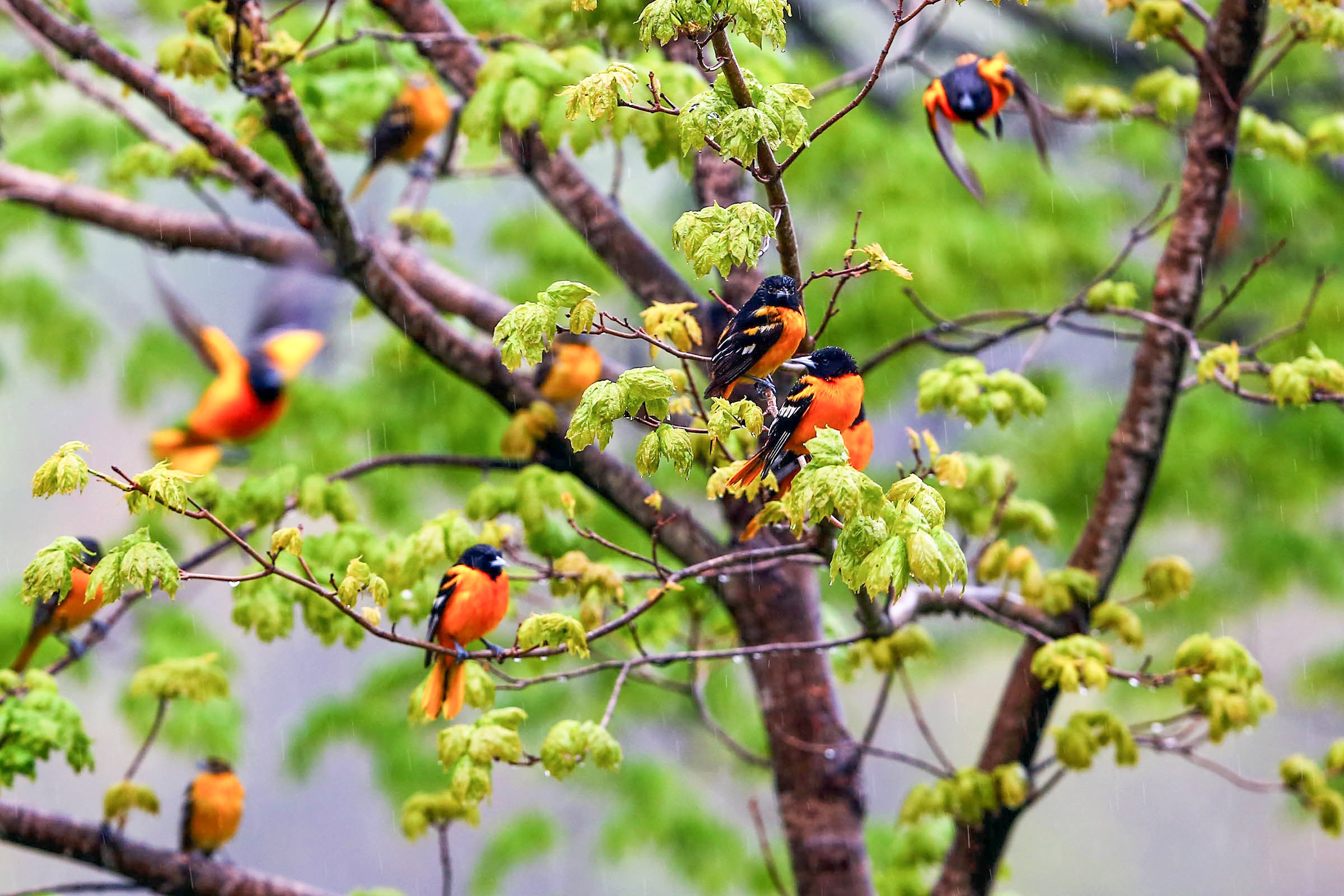 Baltimore Orioles, Eric Nie/Audubon Photography Awards