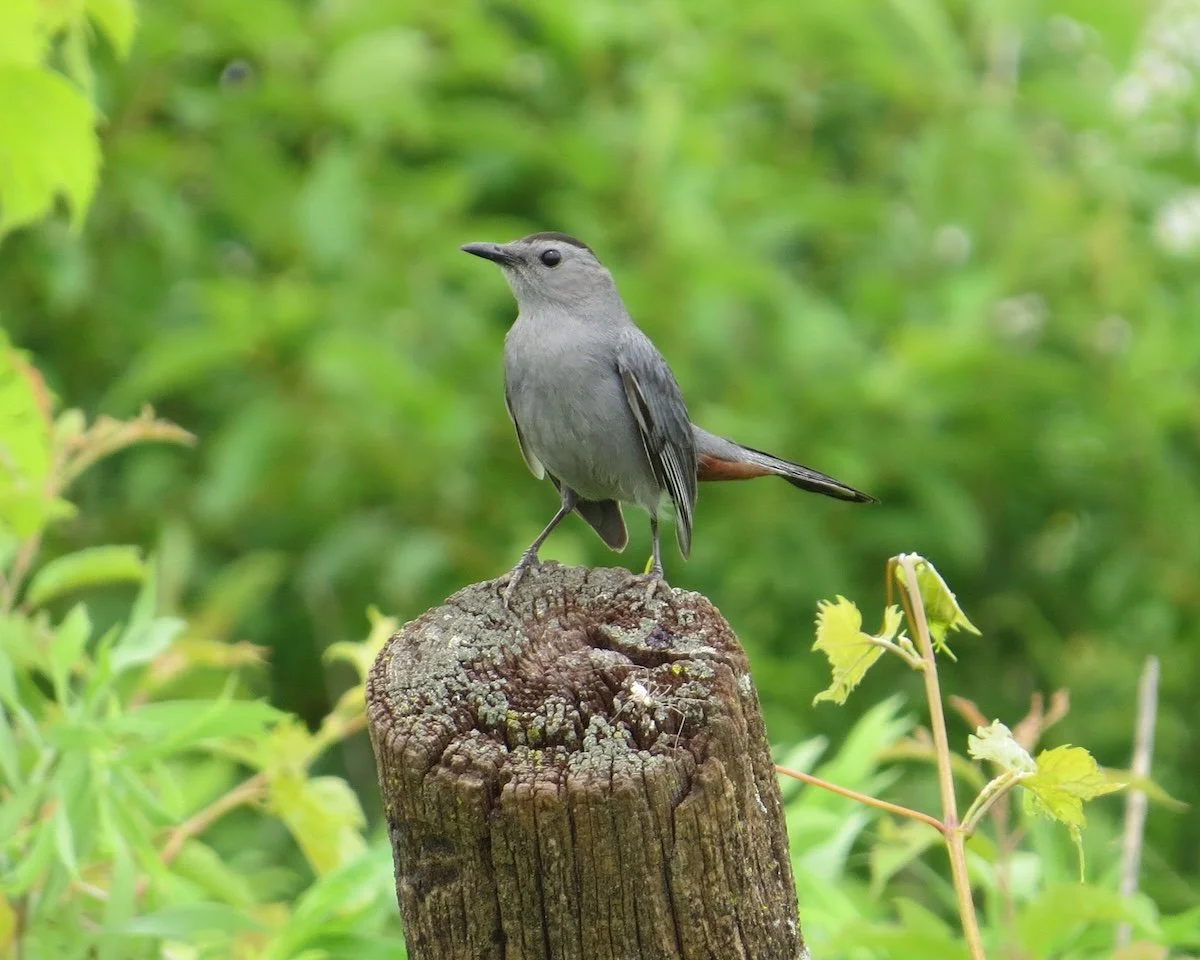 Gray Catbird, Kathy Sidles/Audubon Photography Awards