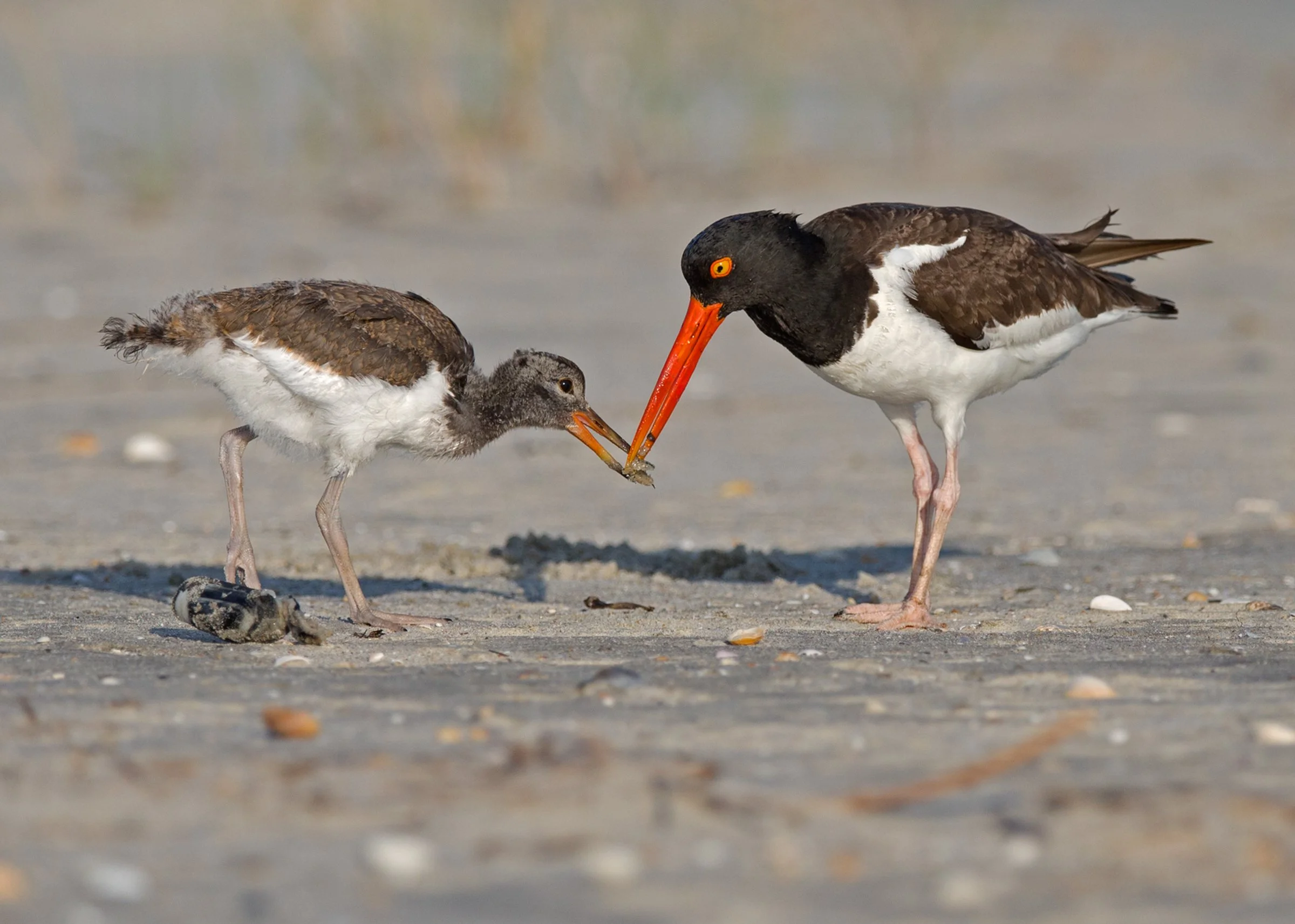 Author Event - The Return of the Oystercatcher: Saving Birds to Save the Planet with Scott Weidensaul