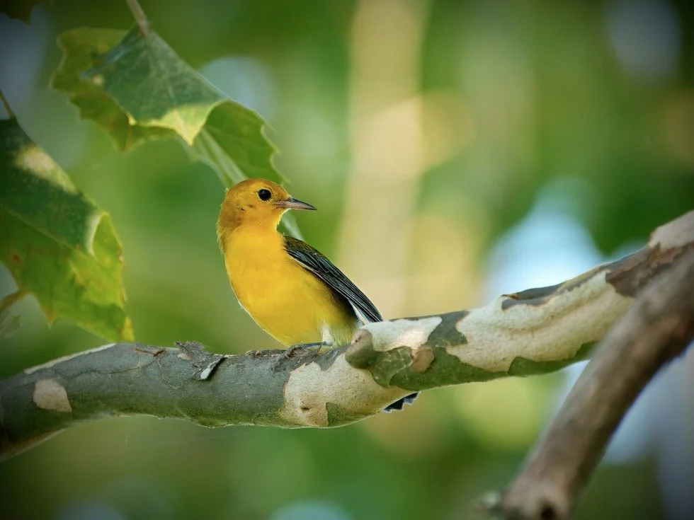 How Do Birds Get Their Names?