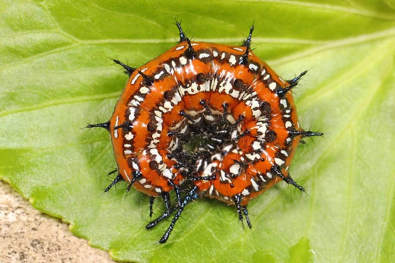 Variegated Fritillary Caterpillar
