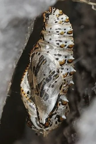 Variegated Fritillary Chrysalis