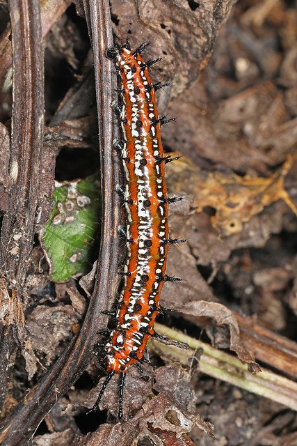 Variegated Fritillary Caterpillar