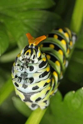 Black Swallowtail Cat Rearing Up - J Gallagher.jpg