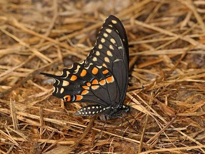 Black Swallowtail Adult - J Gallagher.jpg