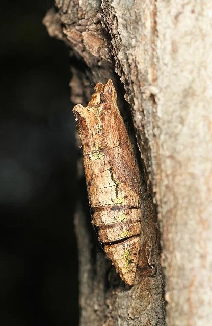 Eastern Swallowtail Chrysalis.jpg
