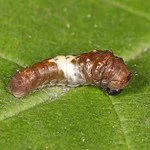 Tiger Swallowtail Cat - Bird Poop Instar - J Gallagher.jpg