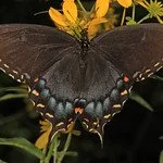 Tiger Swallowtail Black Phase - 150 Square - J Gallagher.jpg