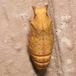 Spicebush Swallowtail Chrysalis - J Gallagher.jpg