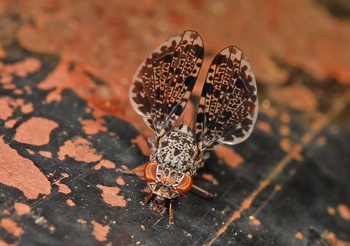 A Closer Look: Nature All Around Us 