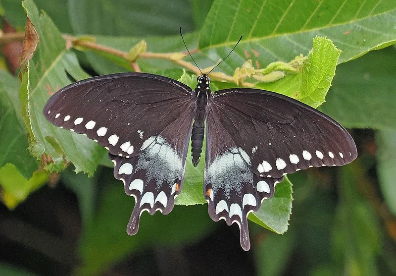 Spicebush Swallowtail - Papilio troilus
