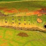 Spicebush Swallowtail Cat
