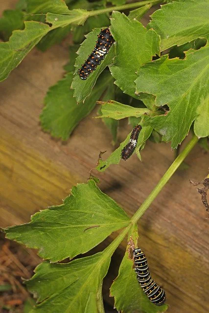 Black Swallowtail on Flat-leaf Parsely