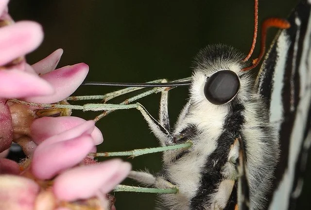 Zebra Swallowtail on Common Milkweed