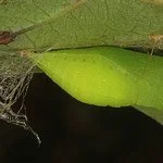 Zebra Swallowtail Chrysalis