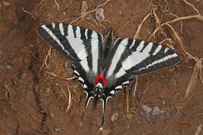 Zebra Swallowtail - Eurytides marcellus