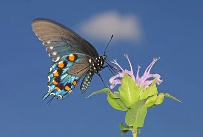 Pipevine Swallowtail - Battus philenor - on Wild Bergamot
