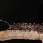 Pipevine Swallowtail Cat