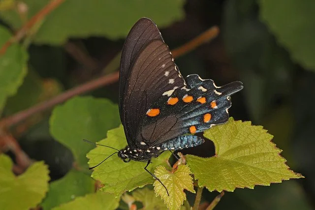 Pipevine Swallowtail on Wild Grape