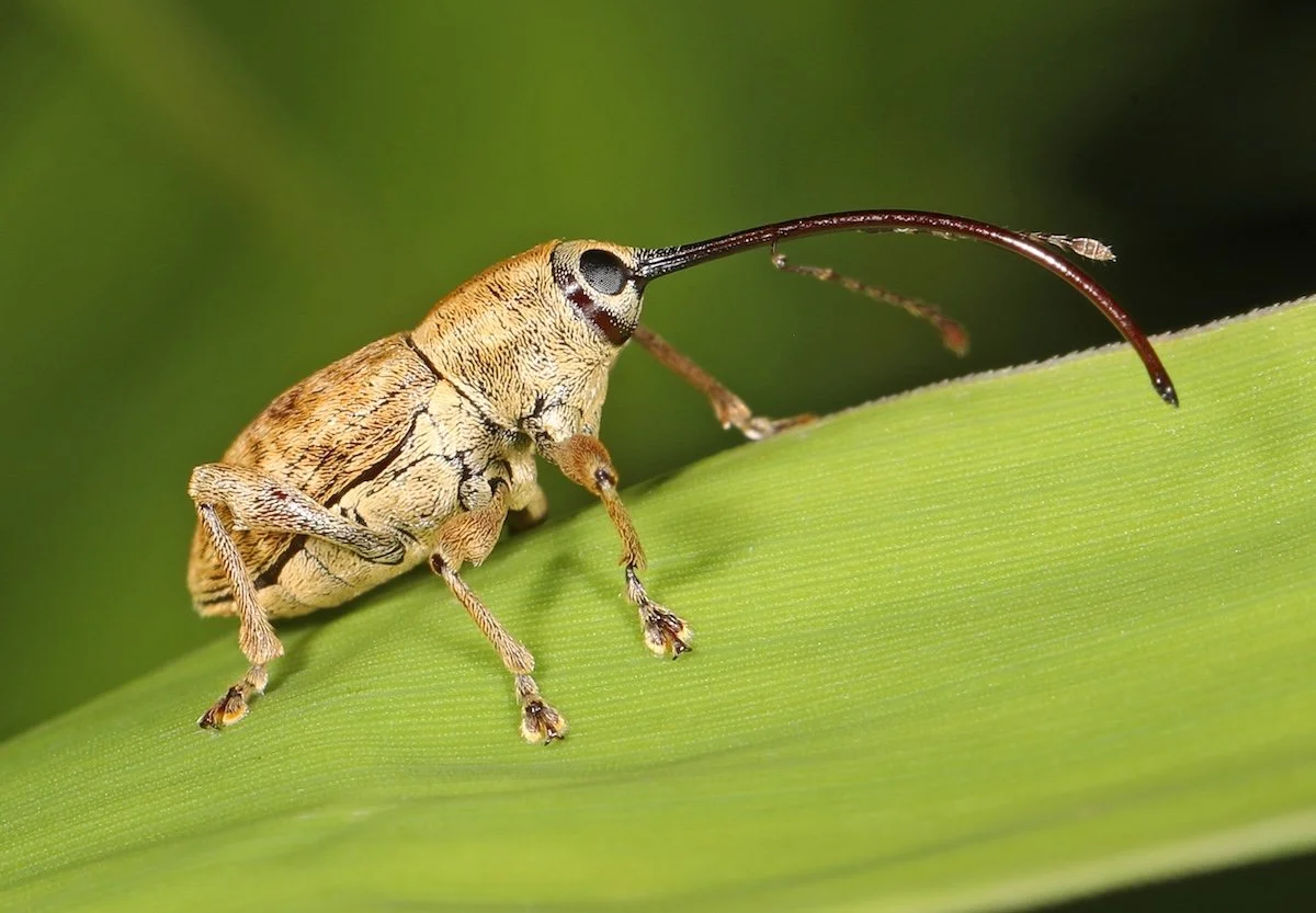 A Closer Look: Nature All Around Us, June 2026