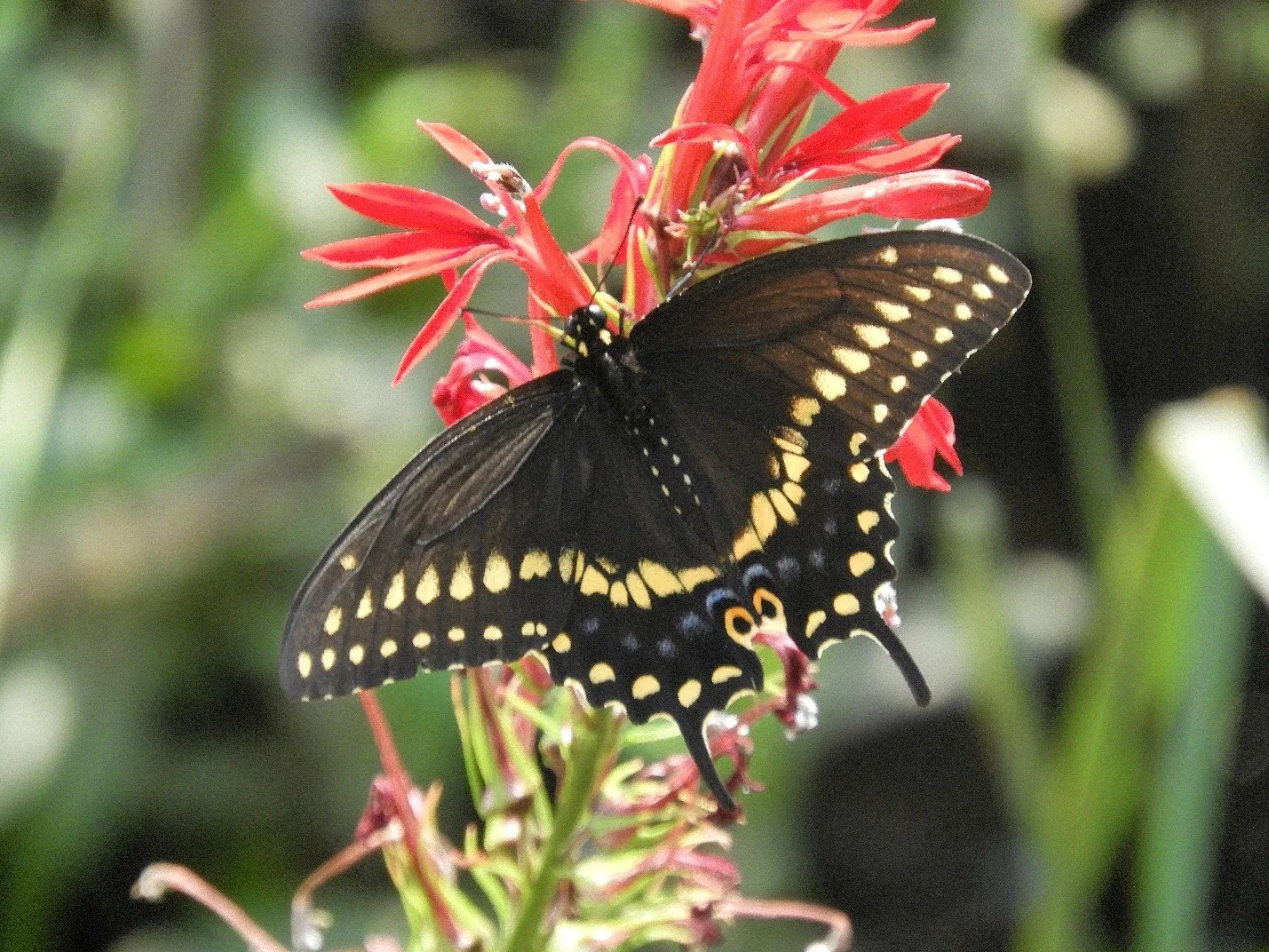 Our Very Necessary Insects — Audubon Society of Northern Virginia