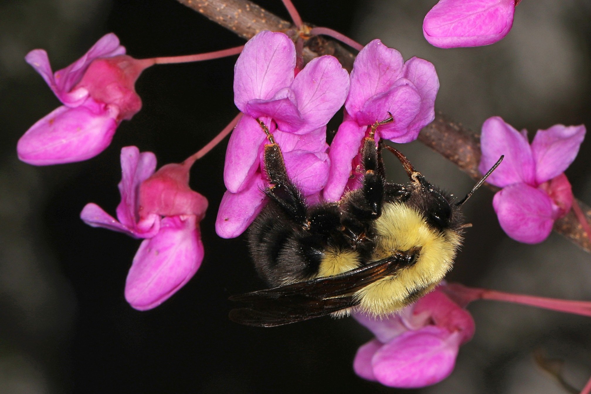 Photos of Bumble Bees (Genus Bombus) · iNaturalist