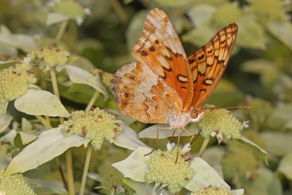 Variegated Fritillary Adult on Mountain Mint