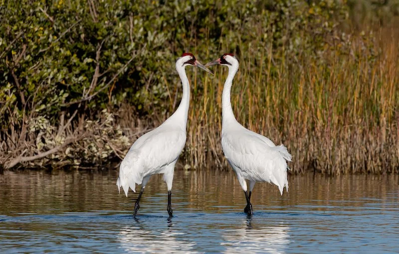 Native Americans and Birds — Northern Virginia Bird Alliance