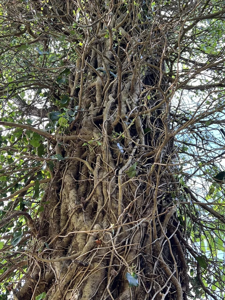 Invasive Tree Phil Invasive Plant Legislation Moves Forward in the Virginia Legislature ...