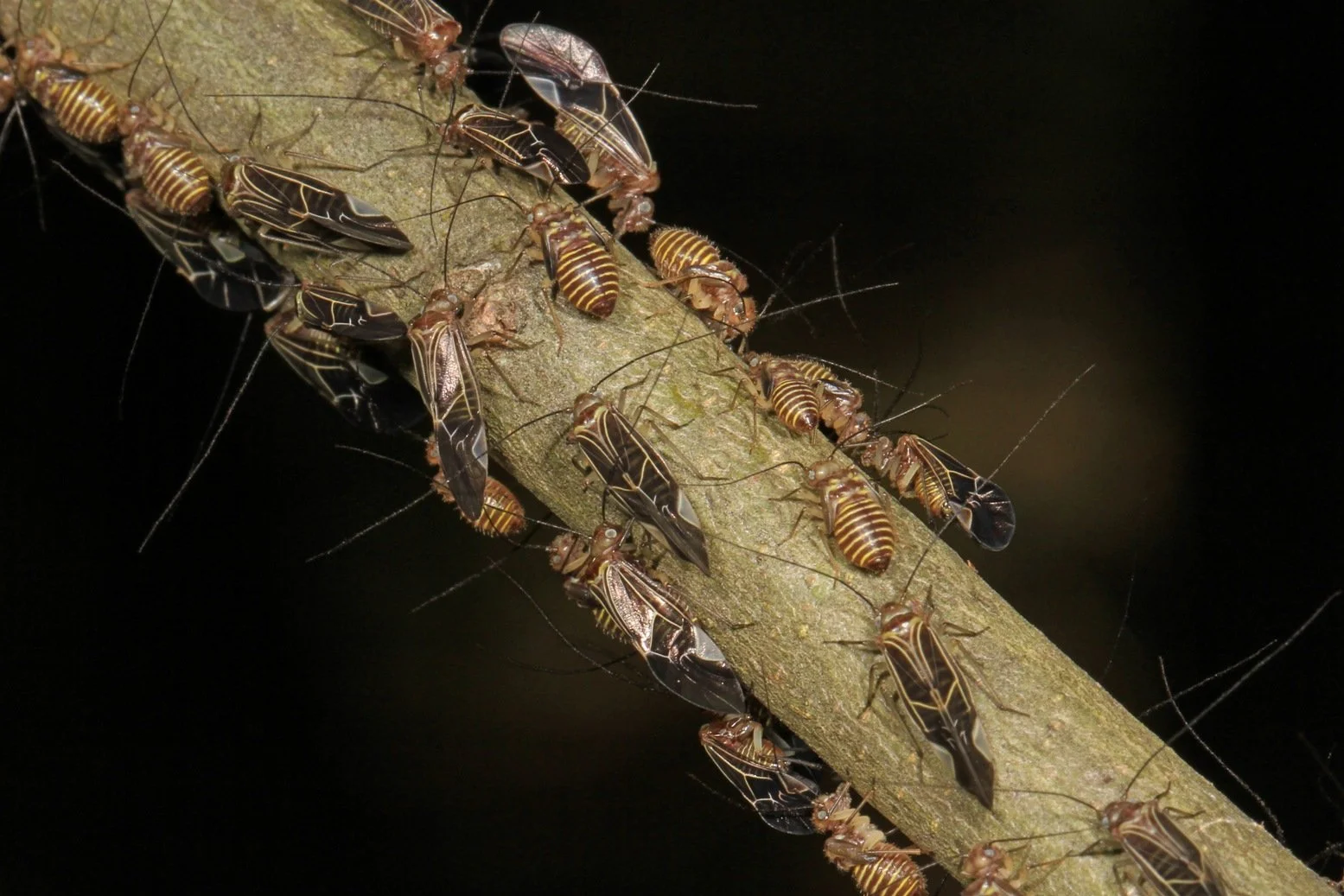 A Closer Look: Nature All Around Us, February 2026